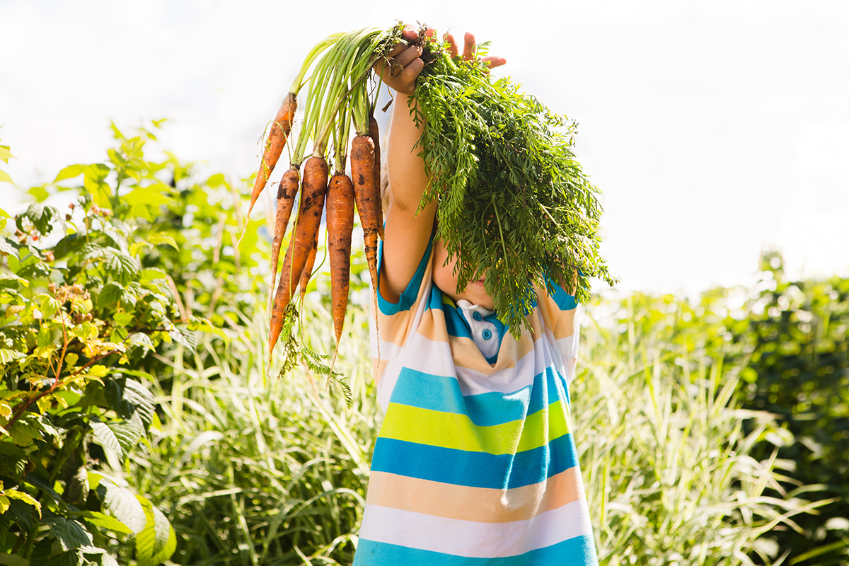 Grow your own – fruit and veg from your garden